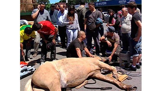 Caballo tiraba de un carro y murió tras ser chocado por un camión