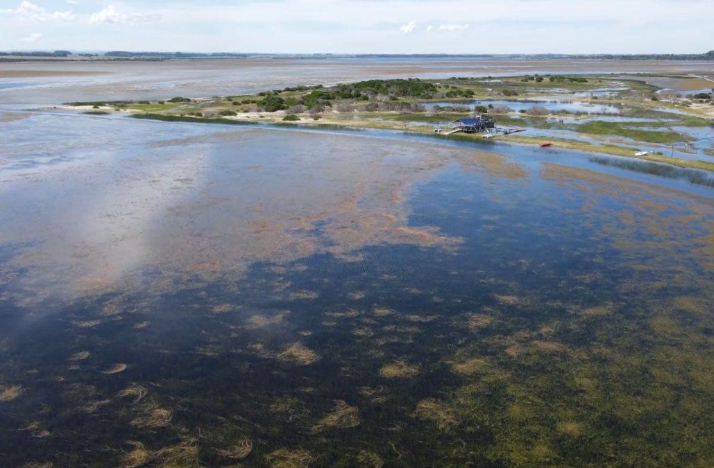 Técnicos de MGAP viajaron a Laguna Garzón ante confirmación de influenza aviar en un cisne