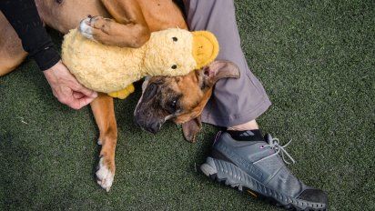 coronavirus dispara la adopcion de mascotas en eeuu