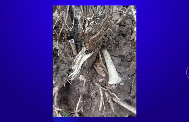 restos-oseos-en-carmelo