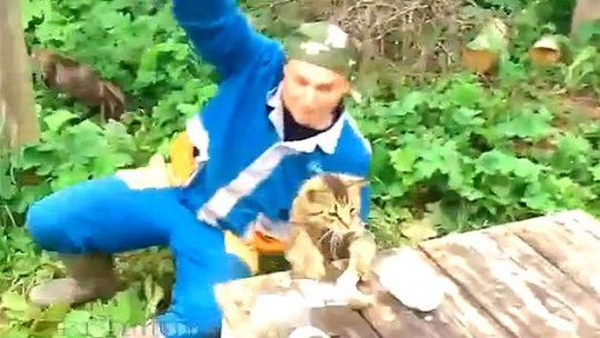 gato