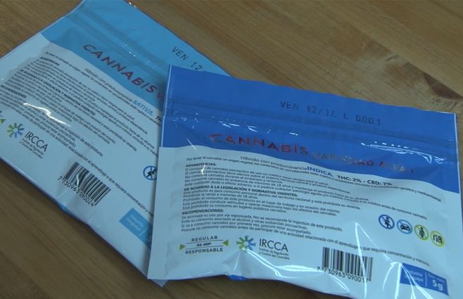 CANNABIS-MARIHUANA-ESTATAL.jpg