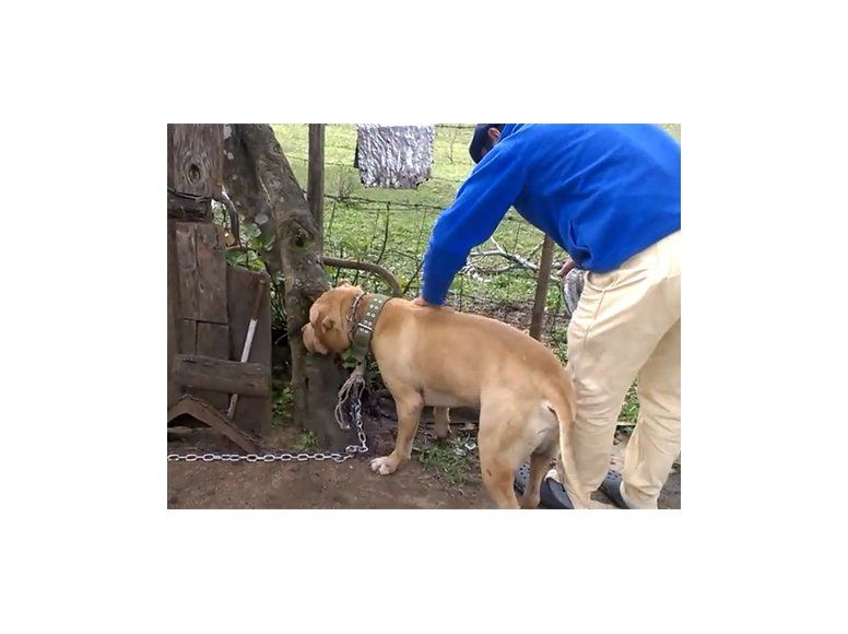 Thai, el perro que mordió a 4 personas fue adoptado en Durazno