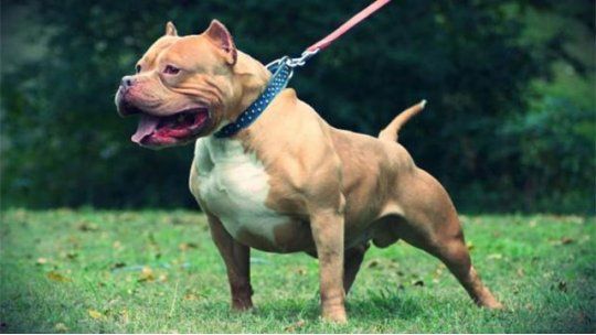 pitbull