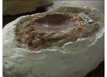 Tacuarembó: hallan restos fósiles de tortuga del período jurásico