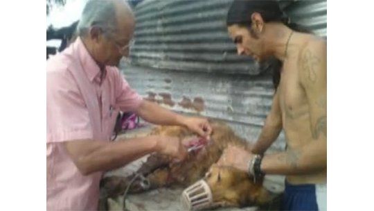 Un perro fue apuñalado en la Plaza Independencia de Melo
