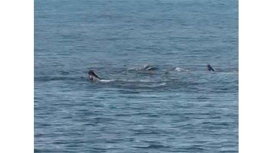 Ballenas francas ofrecieron un espectáculo en Punta del Este