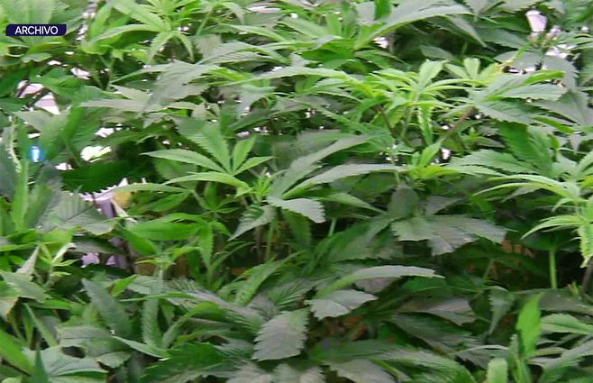 marihuana-planta-cannabis-archivo.jpg
