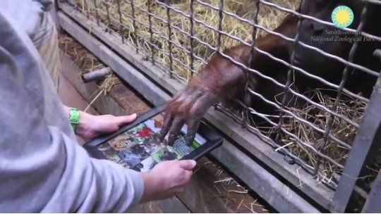 orangutanas