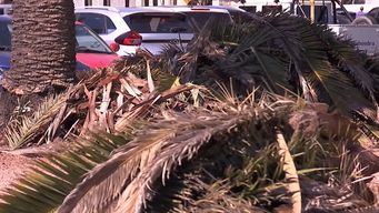 extrajeron 27 palmeras afectadas por el picudo rojo en zona de parque rodo; hasta el momento van 700 en montevideo