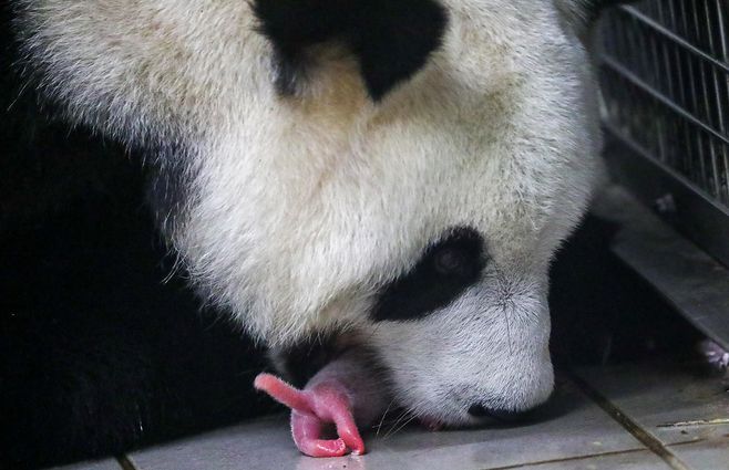madre-panda-y-cria-afp.jpg