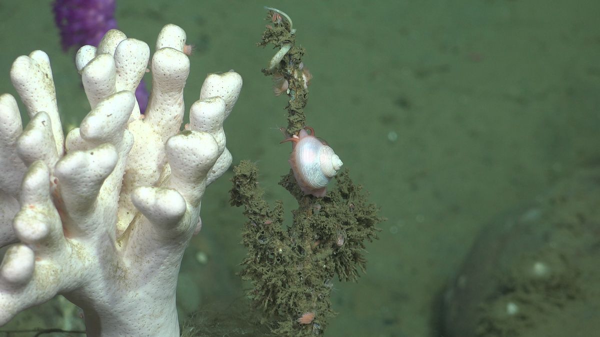 Coral Garden. Fuente: Schmidt Ocean Institute