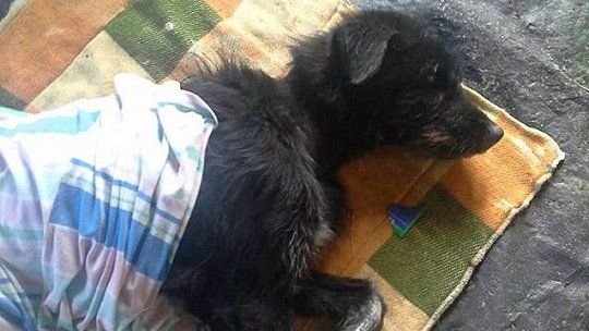 Perro Sarandí del Yí