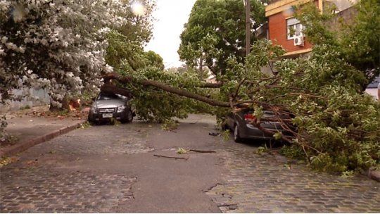 arbol caido