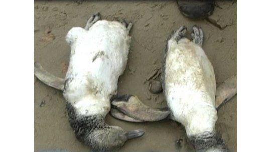 Autoridades de Maldonado y Rocha analizan mortandad de animales