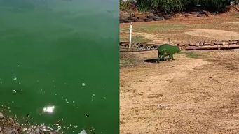 detectaron cianobacterias en lago de salto grande; en argentina carpinchos se vieron afectados por la bacteria