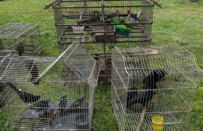 aves-incautadas-maldonado