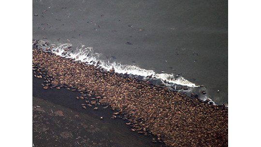 Unas 35.000 morsas varadas en Alaska por cambio climático