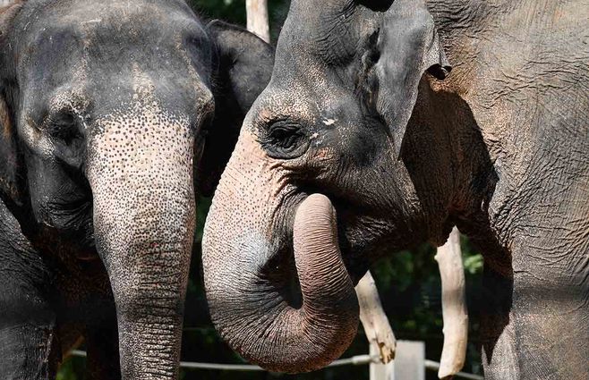 elefantes-tristes-AFP.jpg