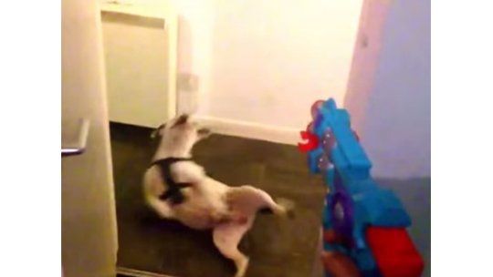 Perro hace el muertito cuando le disparan con arma de juguete