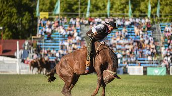ajustan detalles del nuevo reglamento de jineteadas: uso de espuelas y fusta, palenque forrado y prohibicion de tachas