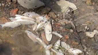 al menos cinco especies de peces aparecieron muertas en fray bentos debido a obstruccion en camara de saneamiento