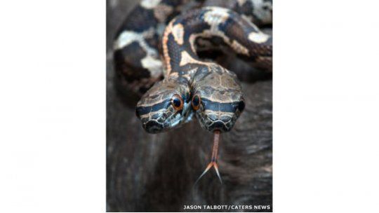 serpiente