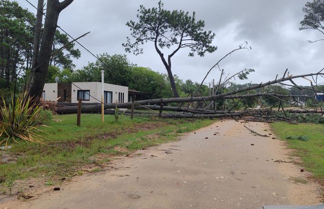 Foto cedida a Subrayado. Temporal en Rocha con árboles caídos.