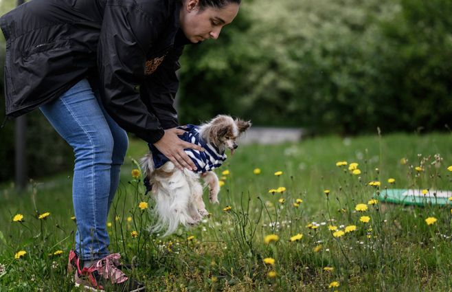 Lazare, el considerado perro más viejo del mundo. Foto: AFP