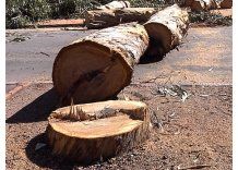 IM extrajo 528 árboles en riesgo de caerse en 2012