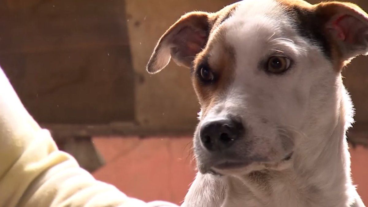 Comienza este lunes la vacunación gratuita contra la rabia para perros y gatos mayores de 3 meses