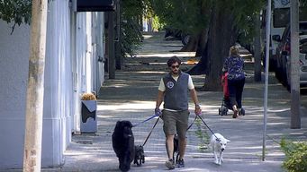 hoteles caninos y paseadores de perros en uruguay
