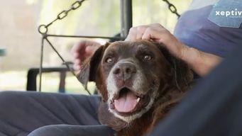uruguayos desarrollan vacuna para perros con artrosis y convocan a duenos de mascotas con esta enfermedad