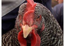 Mas de 2500 conejos y gallinas están de muestra en el Prado