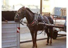 Un hurgador mató a yegua preñada porque ésta no avanzaba
