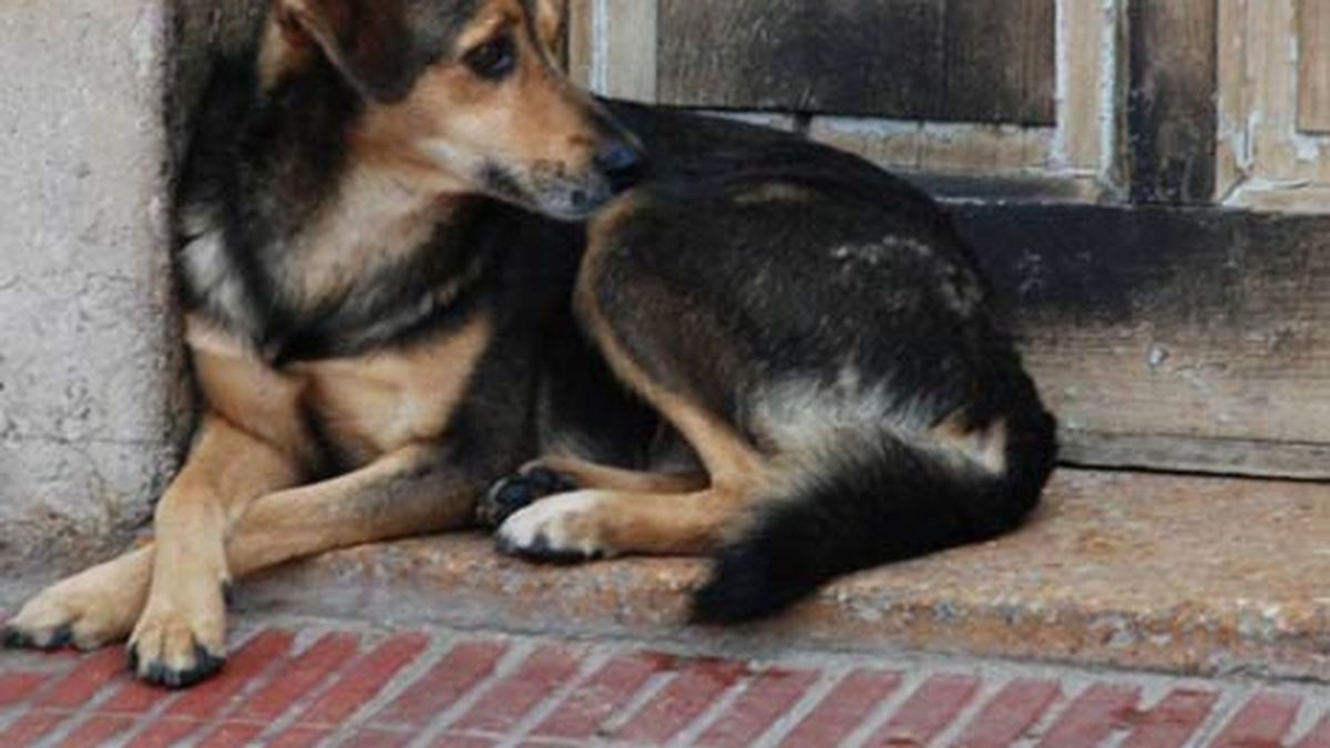 como alejar a los perros callejeros de mi perro