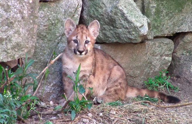 puma-ecoparque-talice-reserva