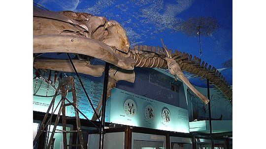 Trasladan enorme esqueleto de ballena de museo a la Intendencia