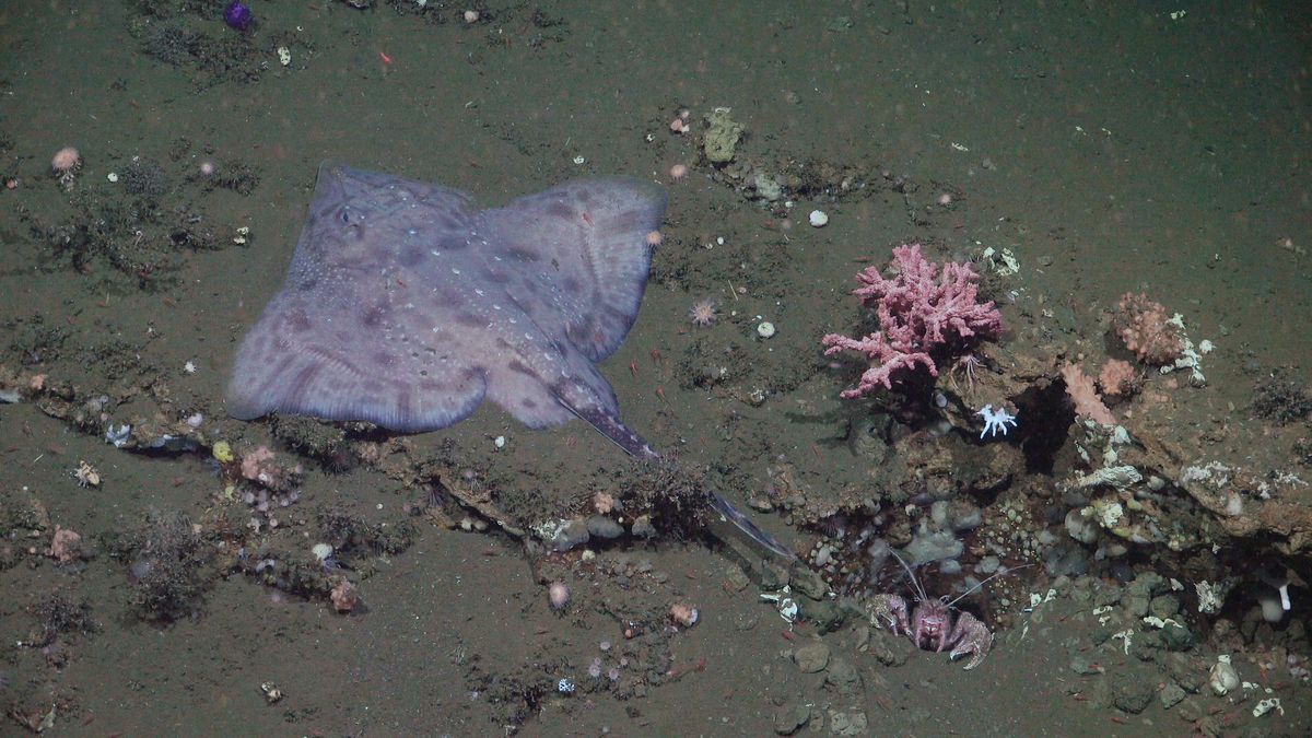 SkateNoLasers. Fuente: Schmidt Ocean Institute