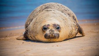 Foto cedida a Subrayado. Elefanta marina en Costa Azul, Canelones.