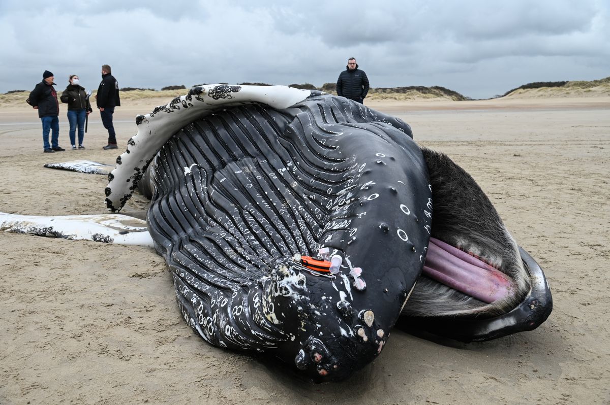 Una ballena jorobadade casi diez metros apareció varada en una playa de la región dePas-de-Calais, entre Calais y Marck, un fenómeno excepcionalsegún especialista.