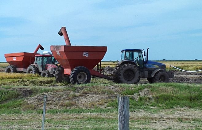 cultivo-arroz-cosecha-arroceras-campo