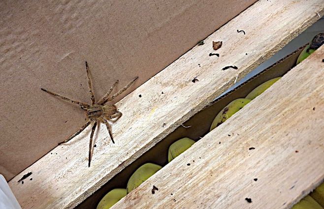 araña-banana-encontrada-en-treinta-y-tres
