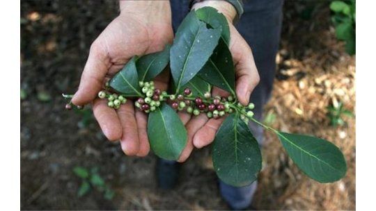 Ahora matear sirve para todo: la yerba es buena para los huesos