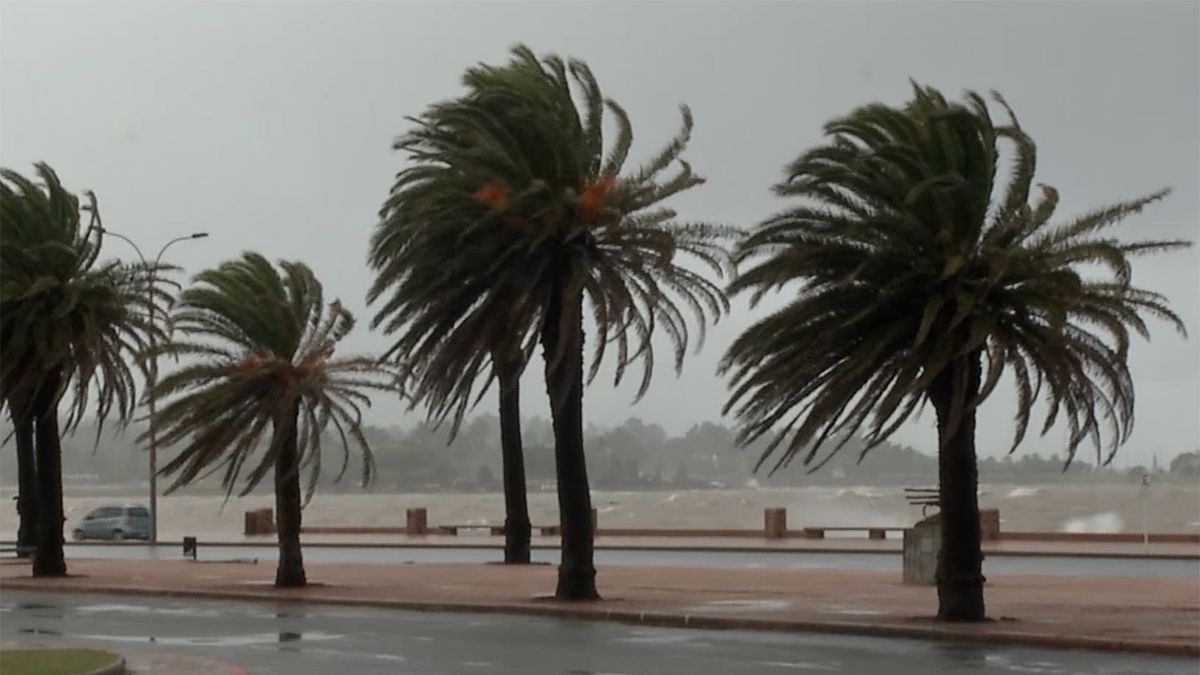Rige advertencia amarilla de Meteorología por vientos fuertes y persistentes en la costa