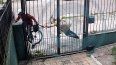 Captura de cámara de seguridad que registró la rapiña en Malvín Norte.
