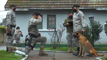 cuatro perros de la policia fueron jubilados tras varios anos de servicio