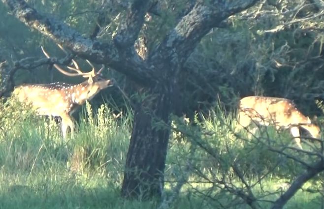 caza-venado-campo-.jpg