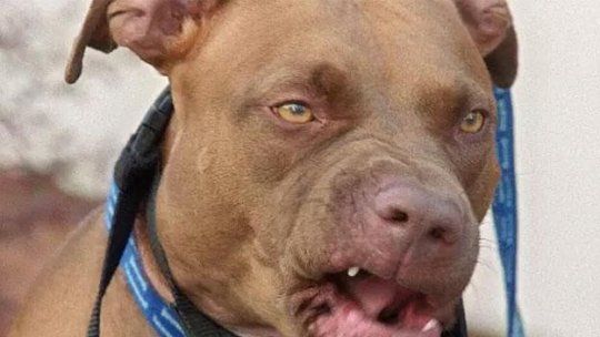 pitbull
