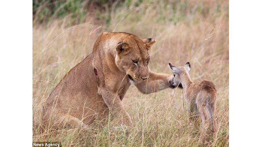 Leona adoptó a la cría del antílope que acababa de comerse